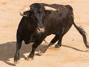 A bull runs in this file photo. (Fotolia)