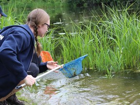 SAMANTHA REED/FOR THE INTELLIGENCER
Lauren Knowles searches for bugs in Potter Creek Thursday morning. Knowles is a leader in the education and stewardship program at Quinte Conservation and will be working with kids during this year's Family Nature Days.