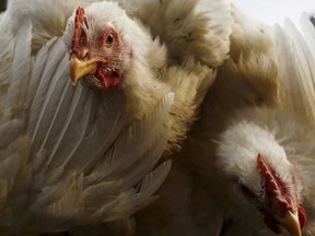 Chickens. 

REUTERS/Danish Siddiqui