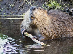 Beaver.

(Fotolia)