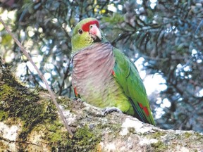 A vinaceous-breasted parrot rests on the branch of a tree in Curitiba, Brazil. According to a study done in Brazil, Argentina and Paraguay, the parrot is at risk of extinction due to habitat loss. Only 3,000 remain in the world, 91 per cent of which are in Brazil. Gwynne Dyer says humans have crowded out species, putting the planet on a highway to hell with no exit ramp in sight. (MARIA LUIZA, AFP photo)