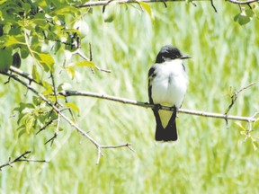 Several Eastern kingbirds were spotted during a recent hike around the Komoka Ponds, west of London. (PAUL NICHOLSON, Special to Postmedia Network)