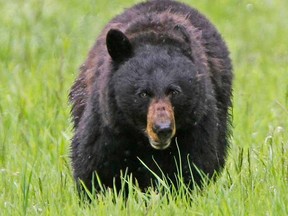 A black bear walks across a meadow near Tower Fall in Yellowstone National Park, Wyoming in this file photo taken June 20, 2011. A man hiking in a heavily wooded area of northern New Jersey was killed by a black bear during the weekend, police said on Monday, in what experts called an extremely rare attack.  REUTERS/Jim Urquhart/Files