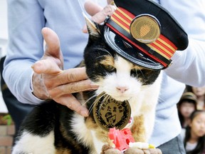Tama, a cat stationmaster of a railway station in Japan, receives a birthday cake on her 16th birthday in this Kyodo picture taken April 29, 2015. (Kyodo/Reuters)