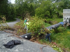 Supplied photo
Members of the Junction Creek Stewardship Committee, along with a group of volunteers from Vale, work to remove Japanese knotweed from the banks of Junction Creek in the Flour Mill area.