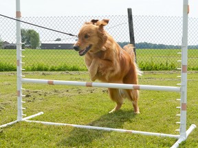 Ivy jumps over a bar on the agility course at Canine Companion Training Academy. (BRENT BOLES, Postmedia Network)