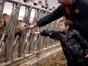 Daxtin Osmond, 6, sticks his hand out toward a friendly cow with his father Adam Osmond. The cow licked Daxtin's hand while they were on a tour of the Markus Family Dairy Farm in Beachville on Saturday. (BRUCE CHESSELL, Sentinel-Review)