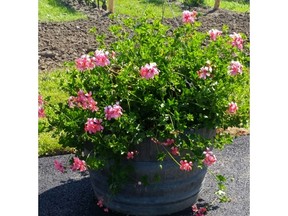 Barrels make wonderful flower pots.