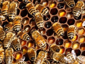 Bees.

REUTERS/Jacky Naegelen/Files