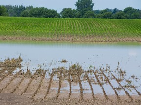 Bean crops sit in a flooded field west of London. (MIKE HENSEN, The London Free Press)