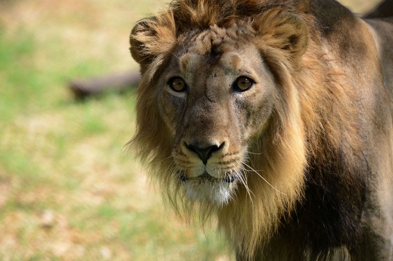 Sylvester the lion's big adventure ends in South African mountains ...