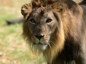 File photo of a lion (AFP PHOTO / Sam PANTHAKY / FILES)