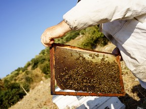 A beekeeper is pictured in this file photo. (Fotolia)