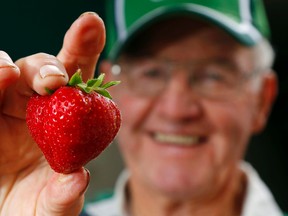 LUKE HENDRY/THE INTELLIGENCER
Prince Edward County farmer Clifford Foster holds a fresh strawberry at the Belleville Farmers' Market in Belleville, Tuesday. Though cold weather in May wiped out some plants, other farmers, including Foster, report a good-quality crop. The market is open Tuesdays, Thursdays and Saturdays - but growers said the strawberry season will close in a week or two.