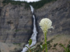 A wildflower in Waterton Park with Lineham Falls in the background. John Stoesser photo/Pincher Creek Echo.