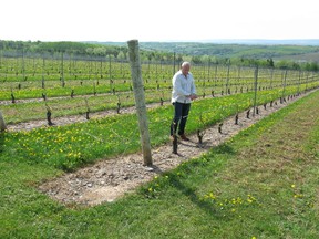Pete Luckett tends to his vineyard in Gaspereau, N.S. Visitors can sample his vintages at the  tasting bar or on the patio overlooking the vineyard. (CHRISTINA BLIZZARD/POSTMEDIA NETWORK)