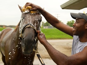 Queen’s Plate contender Breaking Lucky enjoys the bath from Steven Powell after galloping at Woodbine Racetrack yesterday. (Michael Burns/photo)