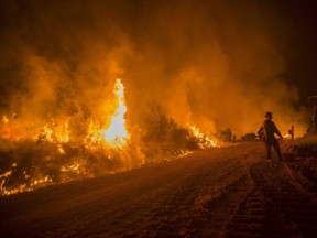 Firefighters from the Plumas Hotshots watch for flying embers as a Saddle Fire backfire burns in the Shasta-Trinity National Forest near Hyampom, California June 13, 2015. 
REUTERS/Noah Berger