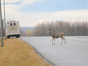 deer on road