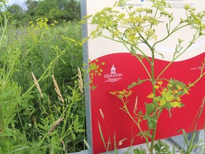Wild parsnip, which can cause blisters and burns should a person come in contact with the plant's sap, grows in front of an information sign for a section of the K&P Trail in Kingston on June 30. (Michael Lea/The Whig-Standard)