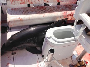 This June 21, 2015, photo provided by Dirk Frickman shows a dolphin that leaped onto his boat and crashed into his wife, Chrissie Frickman, breaking both her ankles near Dana Point, Calif. Dirk, pulled her out and called authorities as he headed toward an Orange County harbor. While he steered, he splashed water on the about 350-pound dolphin to keep it alive as it thrashed around and bled from some cuts. (Dirk Frickman via AP)