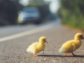 Ducklings are pictured crossing a road in this file photo. (Fotolia)