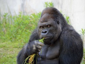 An 18-year-old silverback gorilla with brooding good looks and rippling muscles is causing a stir at the Higashiyama Zoo in Nagoya, Japan, with women flocking to check out the hunky pin-up. This handout picture was released on June 26, 2015. (AFP PHOTO/HIGASHIYAMA ZOO AND BOTANICAL GARDENS)