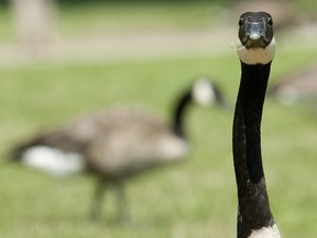 A Canada goose keeps a watchful eye on passersby as it's fellow geese feed in Harris Park. (Free Press file photo)