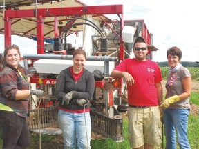 This Chatham-Kent processing tomato farm employs Canadians but overseas workers are also needed on farms to meet labour requirements.