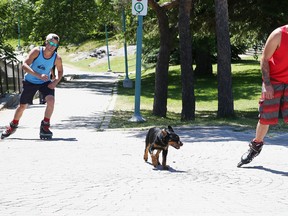 Gary Harvey and Jessy Bertin roller blade in Bell Park with Lilly, a Rotweiller puppy, in Sudbury, Ont., on Thursday July 2, 2015. Gino Donato/Sudbury Star/Postmedia Network