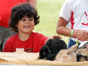 Anthony Gladhue, 4, reaches out to pet a rabbit at the Canada Day festivities held at Kinsmen Park and A.A. Wright Public School.