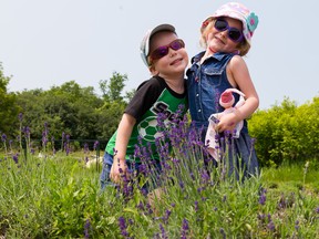 Maxime, 4, of Russia and Stella, 4, of France were just two of the many children running among the lavender fields at the PEC lavender festival on Saturday July 4, 2015 in Hillier, Ont. Tim Miller/Belleville Intelligencer/Postmedia Network
