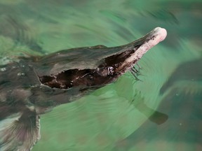 A small beluga sturgeon swims in a 3,500 gallon tank at Sturgeon Aquafarms in Bascom, Florida February 8, 2013. (REUTERS/Michael Spooneybarger)