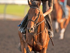 Danish Dynaformer, galloping under exercise rider Patrick Dixon on Saturday, is the favourite to win the Queen's Plate on Sunday, but not with our Richard Mauntah. (MICHAEL BURNS, photo)