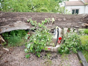 A fallen tree smashed a car on Elmhurst Road in Charleswood during Saturday's storm. (Photo courtesy of John Pelechaty)