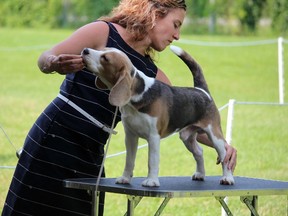 Michigan dog handler Tricia Till shows off Gene -- a 10-month old blue beagle -- at the Sarnia Kennel Club's annual show on Sunday July 5, 2015 in Petrolia, Ont. Her family has been showing dogs for 35 years, starting off with Malamutes and Bearded Collies. (Barbara Simpson/Sarnia Observer/Postmedia Network)
