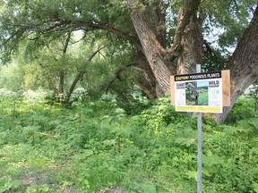 Giant hogweed is an invasive plant species that has been growing underneath the eastern side of the Bayfield River bridge. Last week the municipality put up signs to warn against the hazard. (Laura Broadley/Clinton News Record)