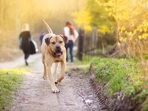 Some dogs will travel great distances to return to their owners. A lost dog walked 35 miles over the course of nine days to return home and find its owner asleep in bed. (Fotolia File Photo)