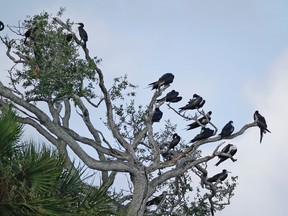 In this Friday, June 19, 2015 photo, a variety of birds gather in branches at Snake Key, Fla., near Seahorse Key, off Florida’s Gulf Coast. In May, Seahorse Key fell eerily quiet, as thousands of birds suddenly disappeared, and biologists are trying to find the reason why. (AP Photo/John Raoux)