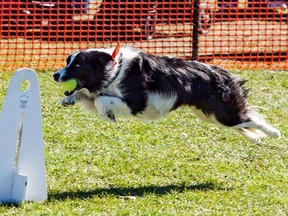 SUBMITTED PHOTO
Buddy the Border Collie returns with his ball over the flyball jumps.