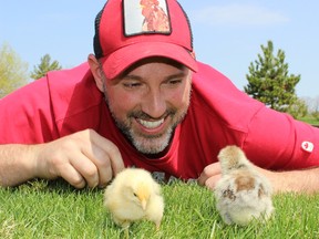 With names like Cutlet, Parmigiana and Nuggets, Carson’s chickens have gone from backyard livestock to family pets.
