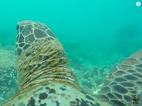 A video by the World Wildlife Fund (WWF) published to YouTube recently gives viewers a turtle-eye view of the Great Barrier Reef after a GoPro camera is strapped to the back of an adult green turtle.
(Screenshot from YouTube)