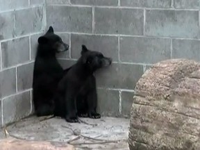 Two orphaned bear cubs are pictured in this video screengrab. (CBC/YouTube)