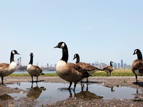 Police in Woodbridge, New Jersey have charged two 17-year-olds with animal abuse after allegedly videotaping themselves running down a family of geese in the road. REUTERS/Lucas Jackson