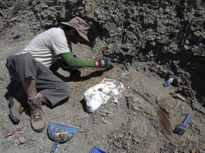 A field crew systematically excavates a bonebed containing the Wendiceratops pinhornenis dinosaur in Manyberries, Alberta in an undated photo released by the Cleveland Museum of Natural History. Scientists on Wednesday announced the discovery of Wendiceratops, a 20-foot-long (6-metre) two-ton beast with a prominent, upright horn atop its nose and a series of short, forward-curling hooks adorning a bony, shield-like frill at the back of its head. REUTERS/Michael Ryan/Cleveland Museum of Natural History/Handout via Reuters