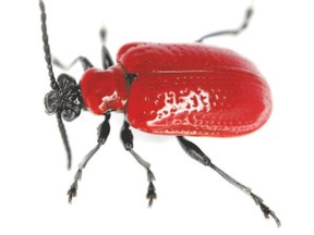 Red lily beetle, also known as Lilioceris lilii, scarlet lily beetle and lily leaf beetle.