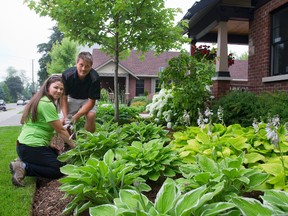 Pam Cook and Jason Zehr work inspect the hostas in front of a London home.  (MIKE HENSEN, The London Free Press)