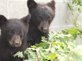 Black bear cubs. 
(Photo from Change.org)