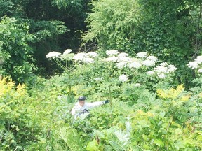 Mark Coulthard of Weed Man Truly Nolen stands behind some giant hogweed plants he recently encountered in the Bluewater Beach area. (Contributed photo)