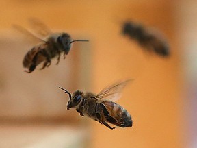 Bees return to a hive near Richmond Road in Ottawa Ont. Friday May 29, 2015.  Tony Caldwell/Ottawa Sun/Postmedia Network